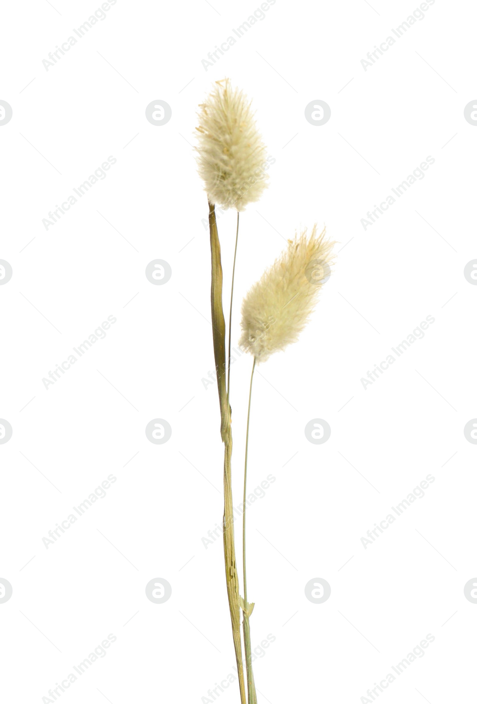 Photo of Beautiful tender dried flowers on white background.