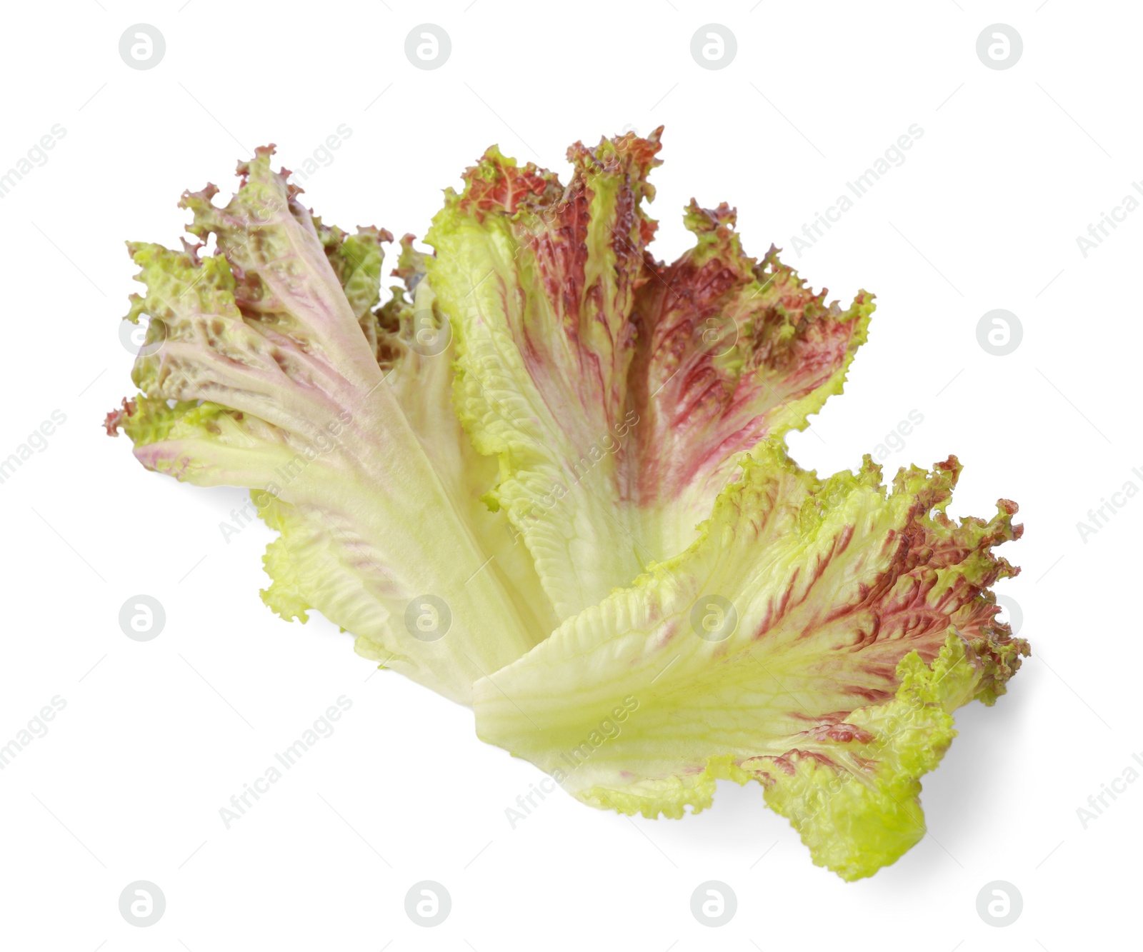 Photo of Leaves of fresh red coral lettuce isolated on white