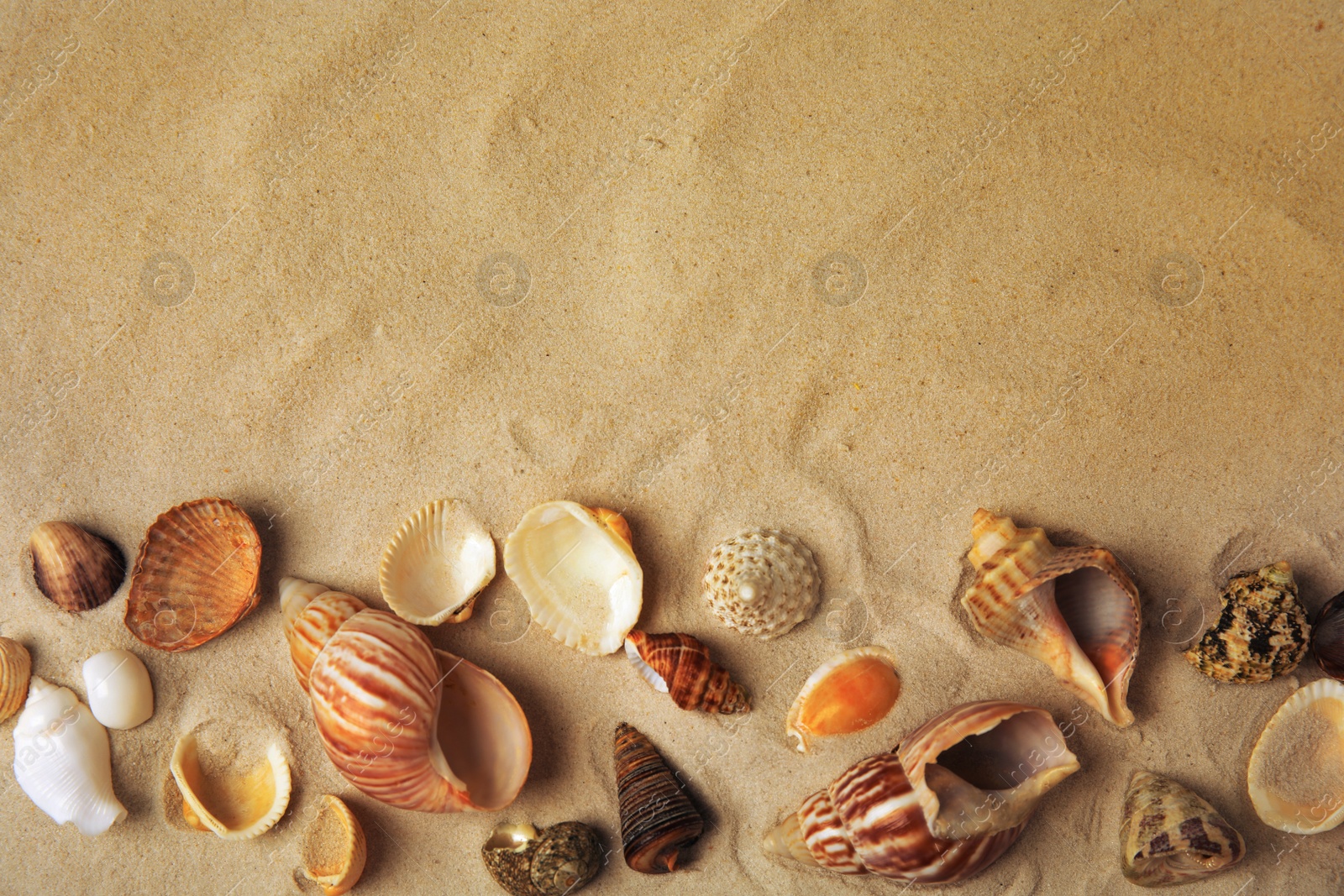 Photo of Different beautiful sea shells on sand, flat lay. Space for text