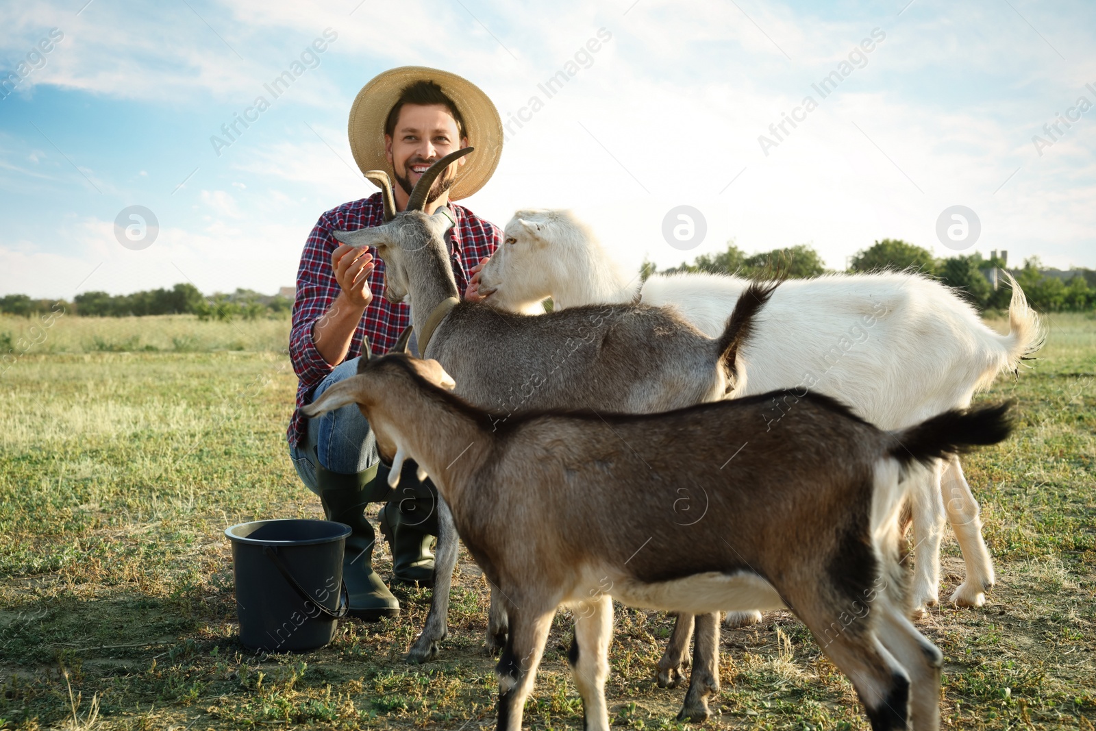 Photo of Man with goats at farm. Animal husbandry