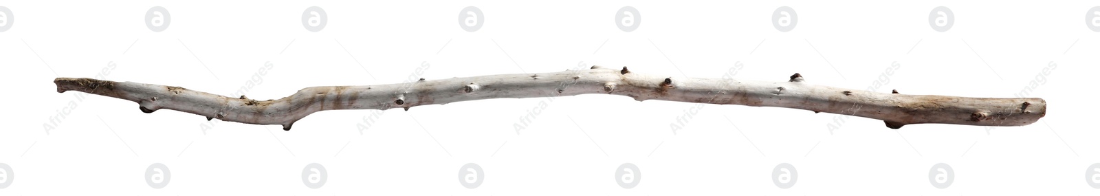 Photo of Old dry tree branch isolated on white