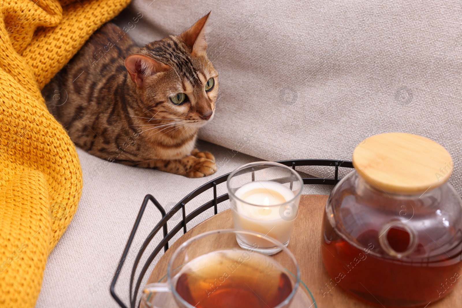 Photo of Cute Bengal cat lying near tray with tea on sofa at home. Adorable pet