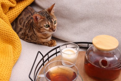 Cute Bengal cat lying near tray with tea on sofa at home. Adorable pet