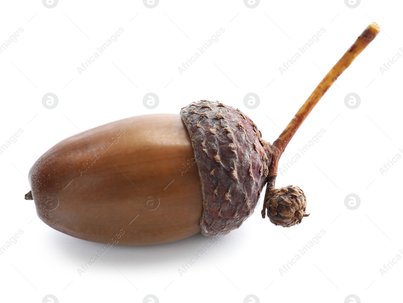 Photo of Beautiful brown acorn on white background. Oak nut