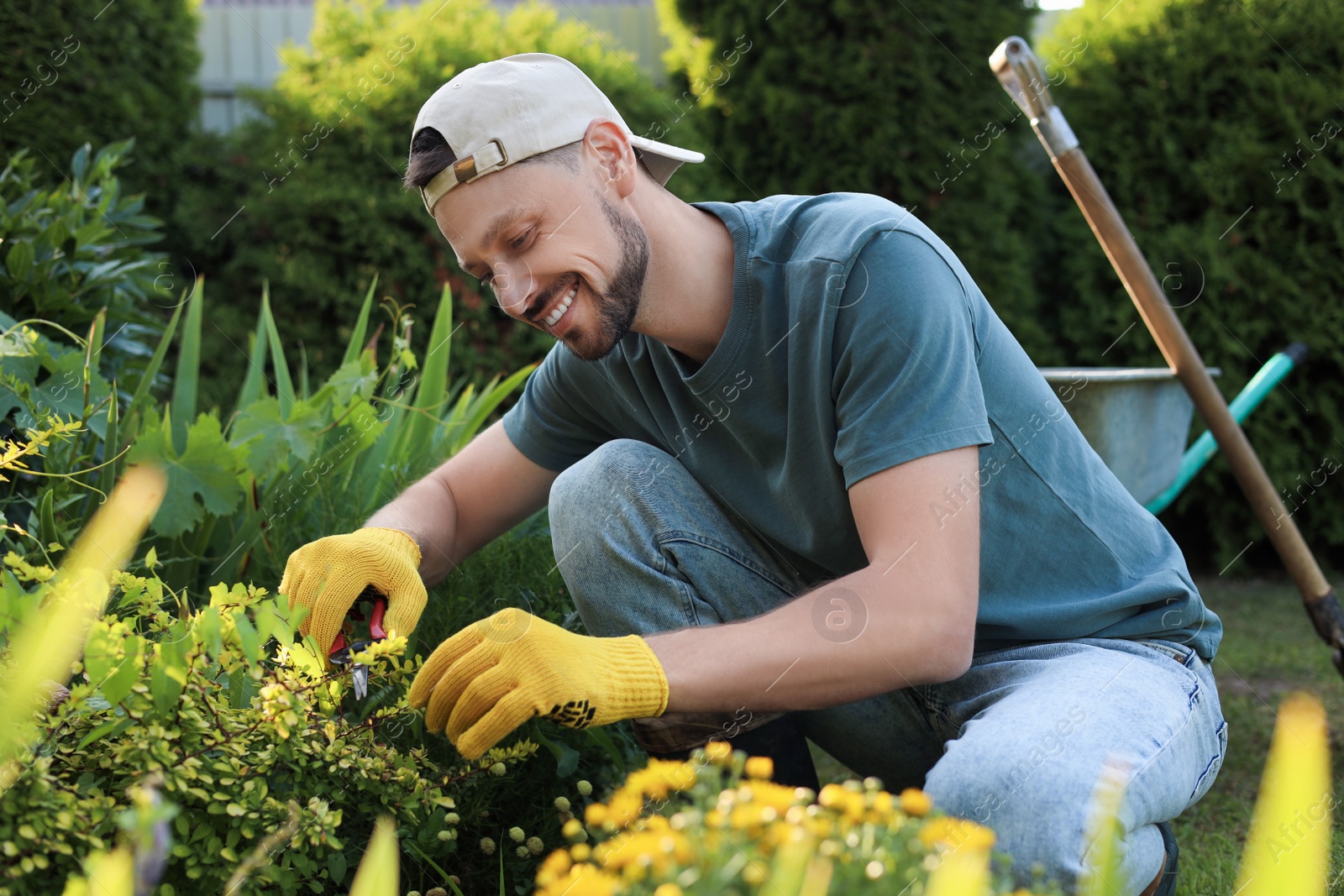 Photo of Happy man cutting plant outdoors on sunny day. Gardening time
