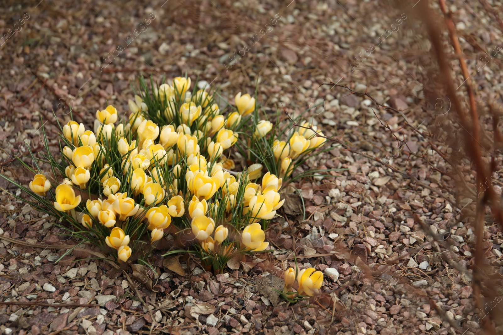 Photo of Beautiful yellow crocus flowers growing in garden