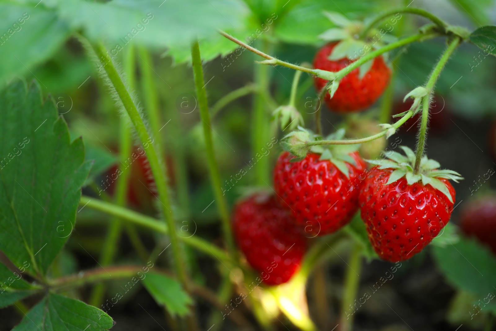 Photo of Strawberry plant with ripening berries growing in field, closeup