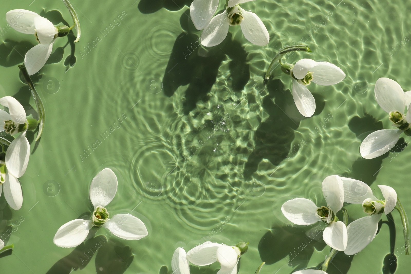 Photo of Beautiful flowers in water on green background, top view. Space for text