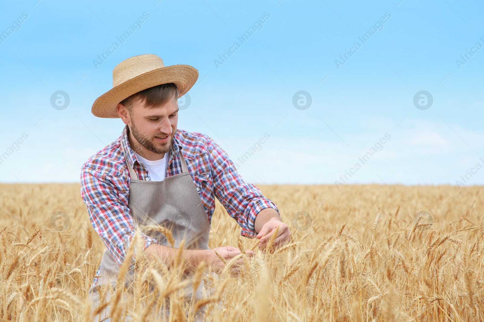 Photo of Young agronomist in grain field. Cereal farming