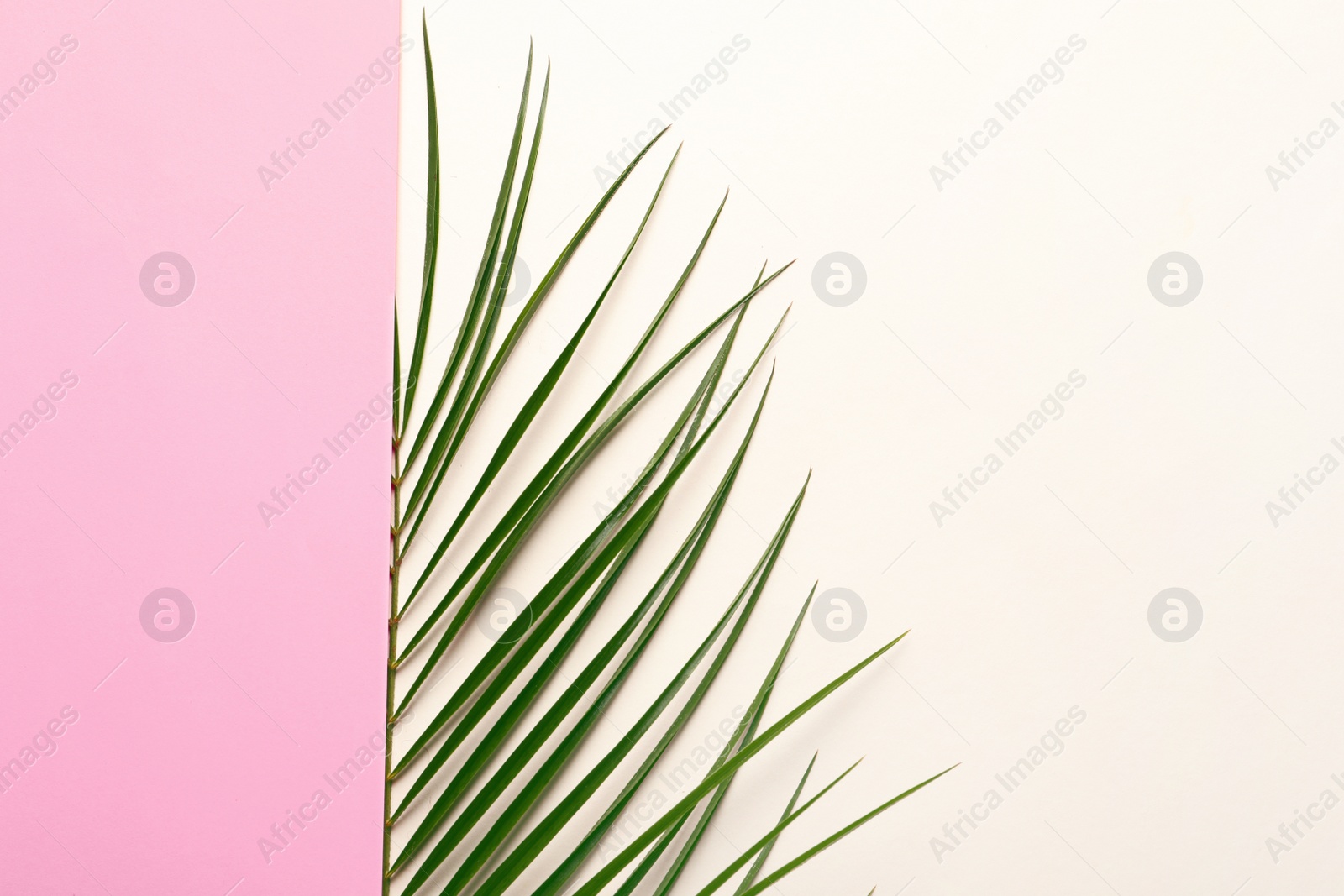 Photo of Beautiful tropical Sago palm leaf on color background, top view