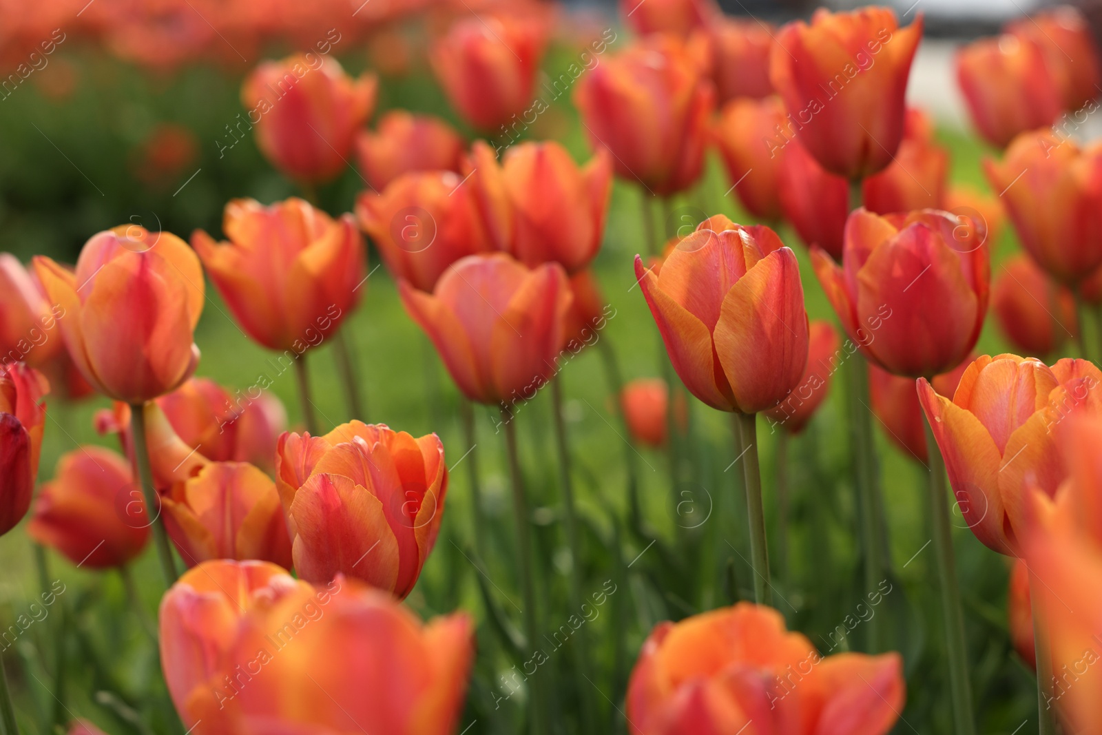 Photo of Beautiful colorful tulips growing in flower bed, selective focus