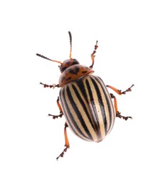 One colorado potato beetle isolated on white