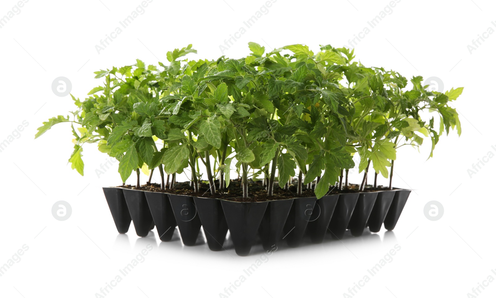 Photo of Green tomato plants in seedling tray isolated on white