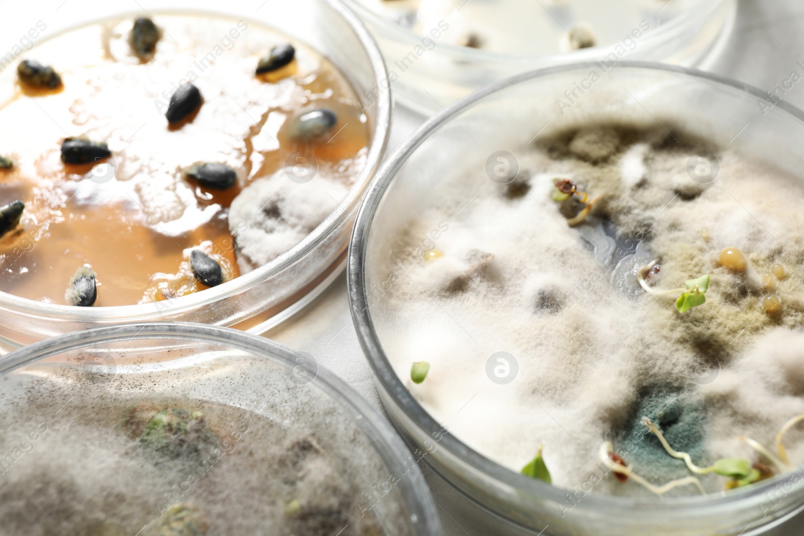 Photo of Germination and energy analysis of seeds on table, closeup. Laboratory research