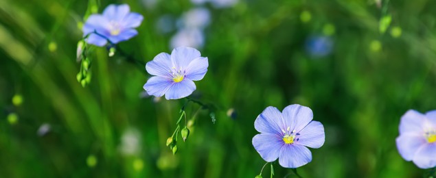 Many beautiful blooming flax plants in meadow, closeup. Banner design
