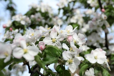 Closeup view of blossoming quince tree outdoors