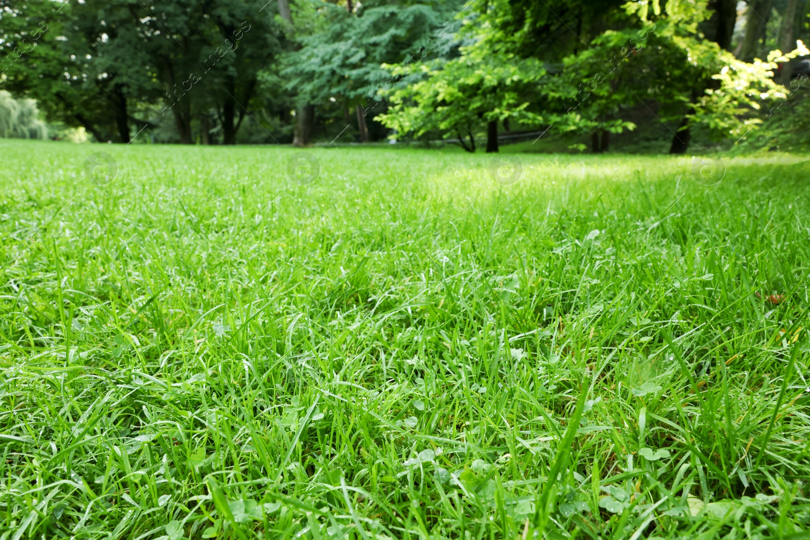 Photo of Fresh green grass growing in summer park