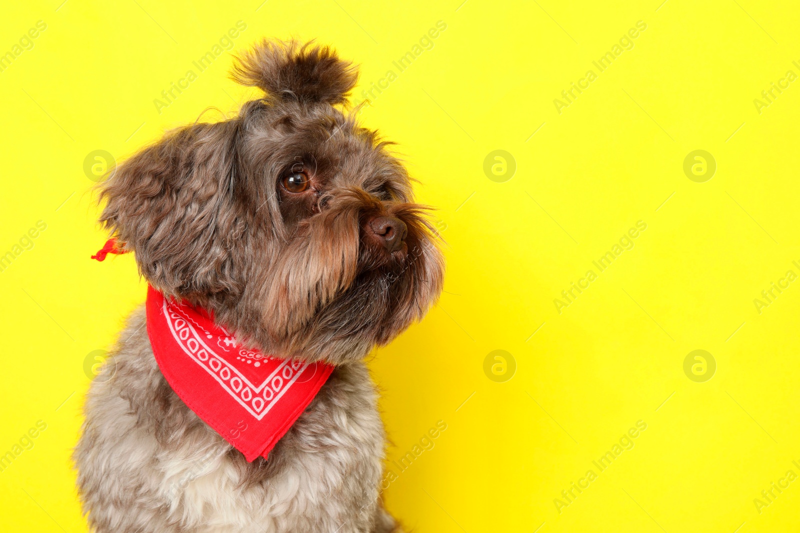 Photo of Cute Maltipoo dog on yellow background, space for text. Lovely pet