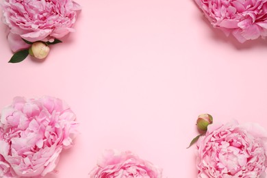 Photo of Beautiful fresh peonies on pink background, flat lay. Space for text