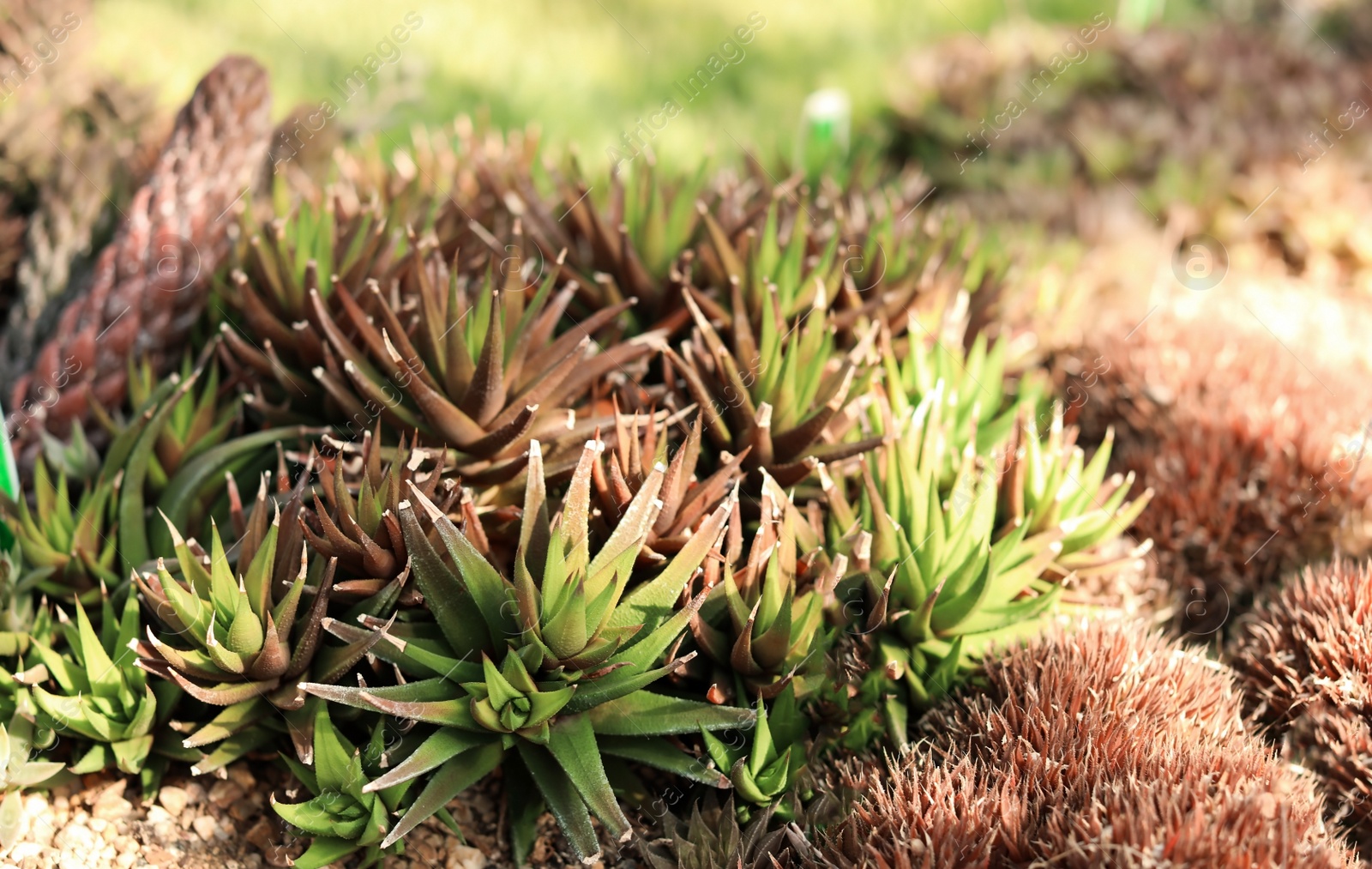 Photo of Beautiful exotic plant outdoors on sunny day