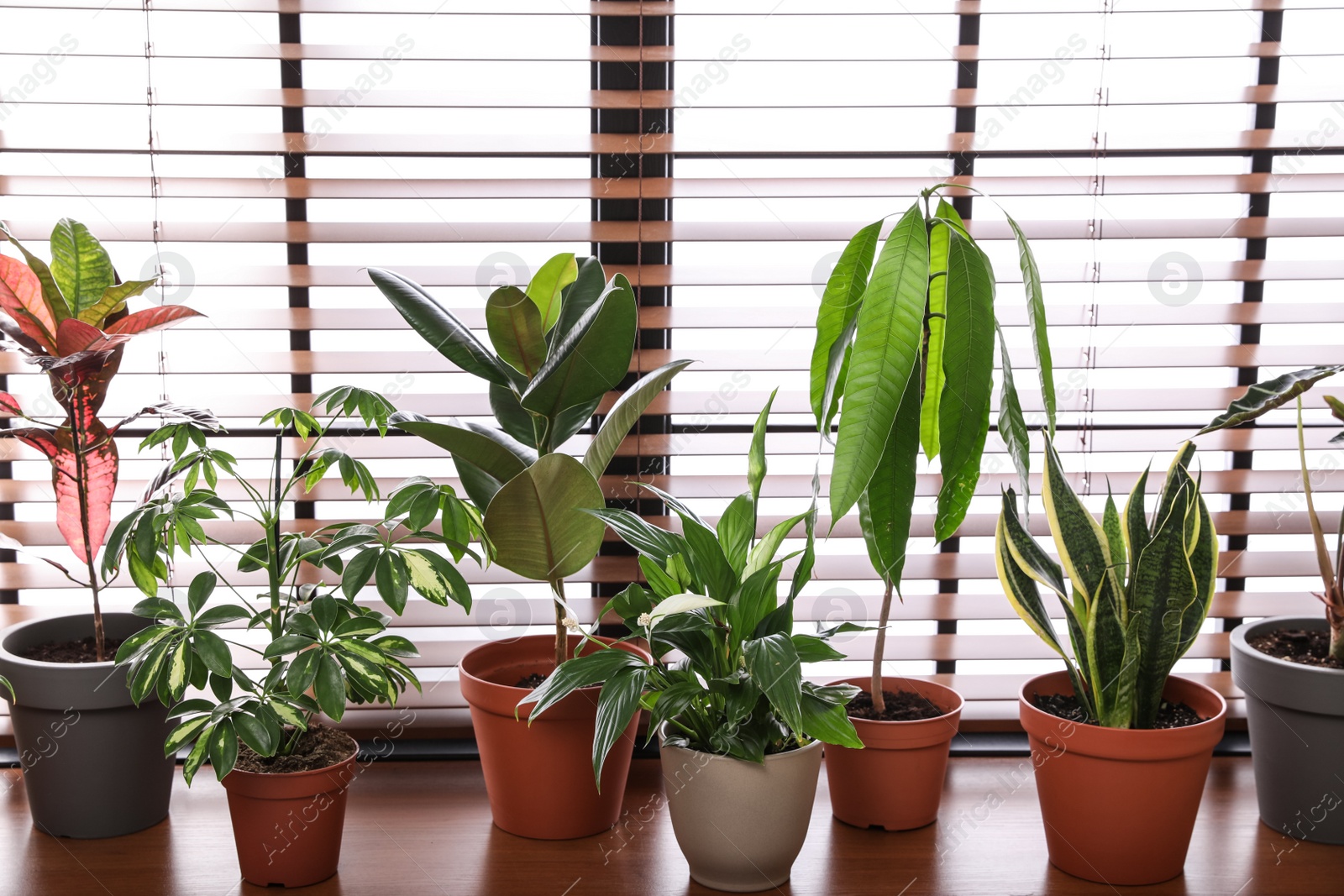 Photo of Different green potted plants on window sill at home