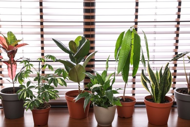 Different green potted plants on window sill at home