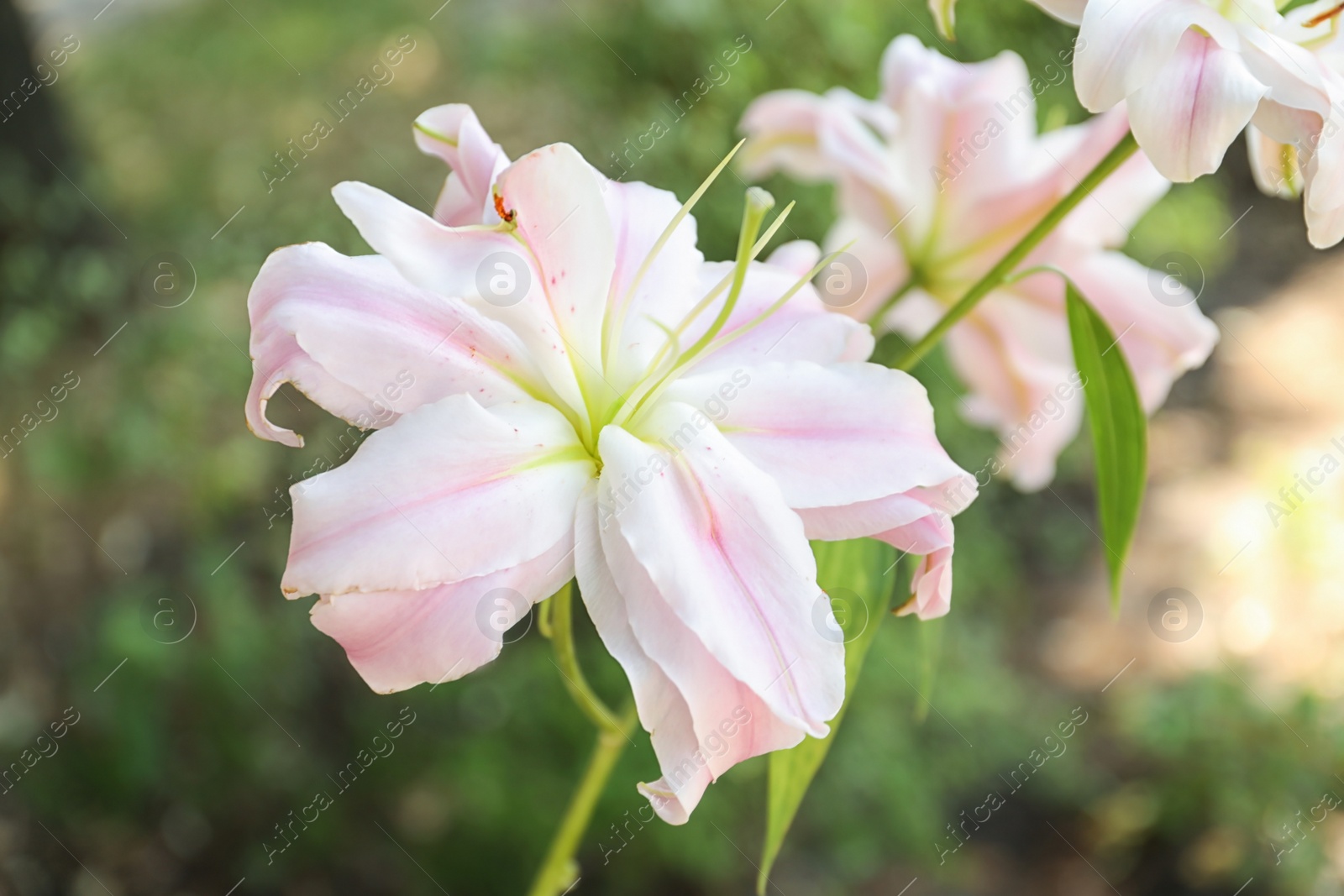 Photo of Beautiful blooming lily flowers in garden, closeup