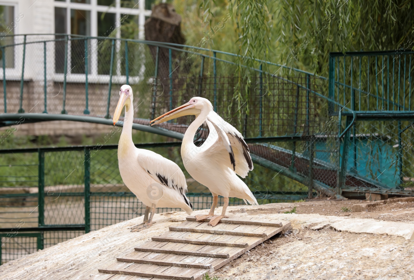 Photo of Beautiful white pelicans in zoo enclosure. Wild birds