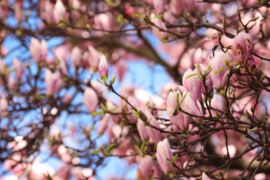 Beautiful magnolia tree with pink blossom outdoors, closeup. Spring season