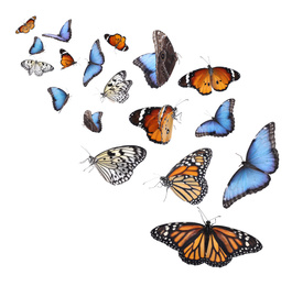 Amazing different butterflies flying on white background