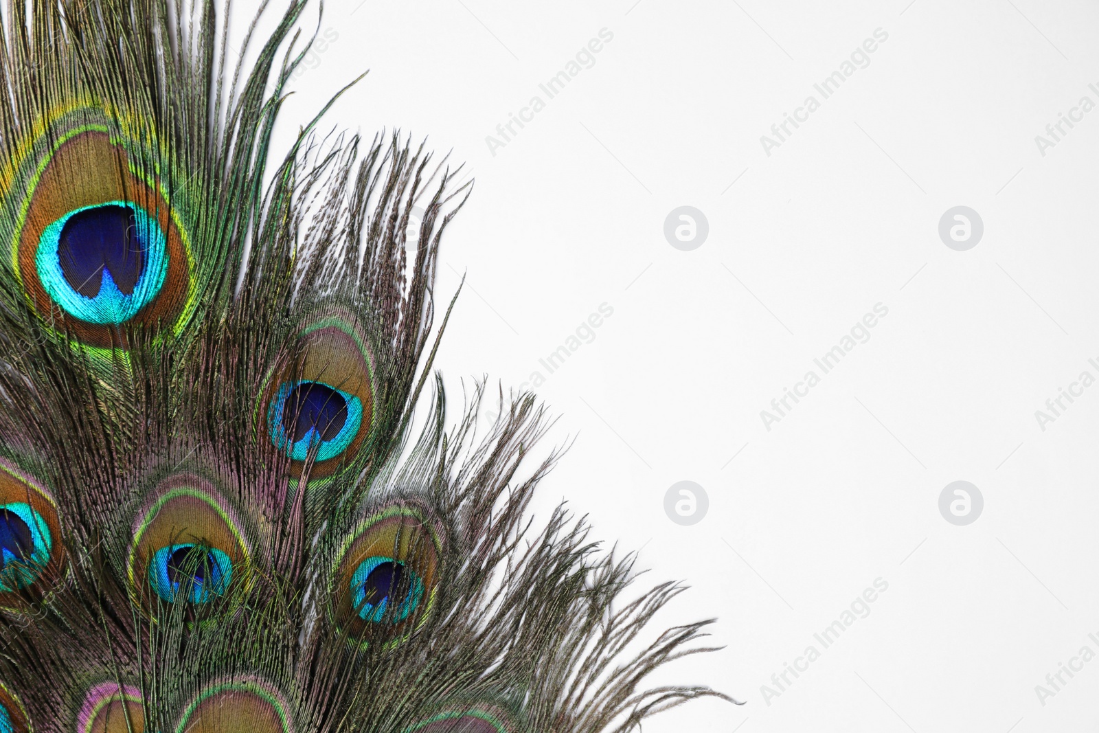 Photo of Beautiful bright peacock feathers on white background