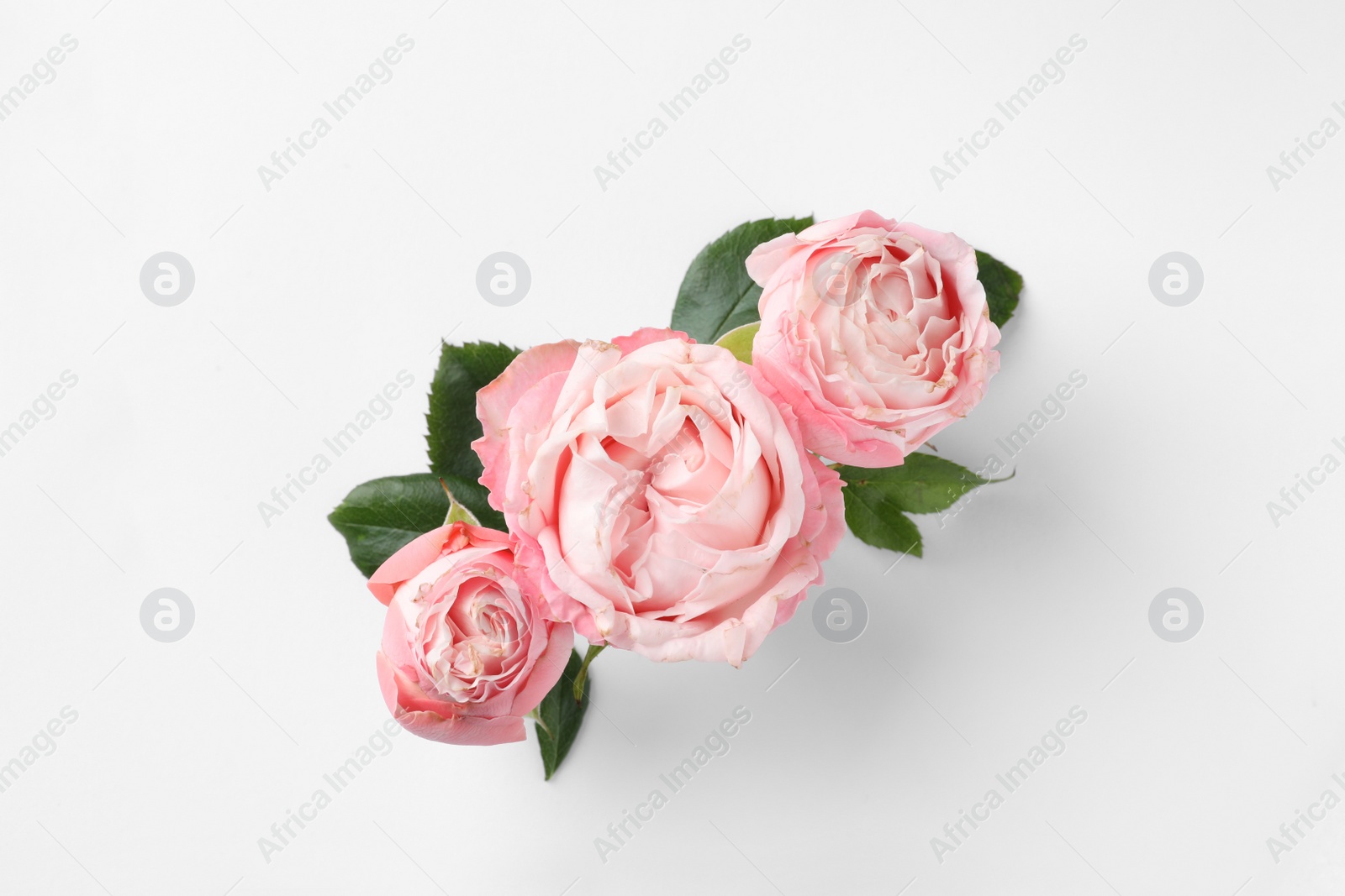 Photo of Beautiful roses on white background, top view