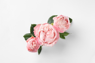 Beautiful roses on white background, top view