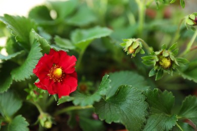 Photo of Beautiful strawberry plant with red flower and unripe fruits, closeup