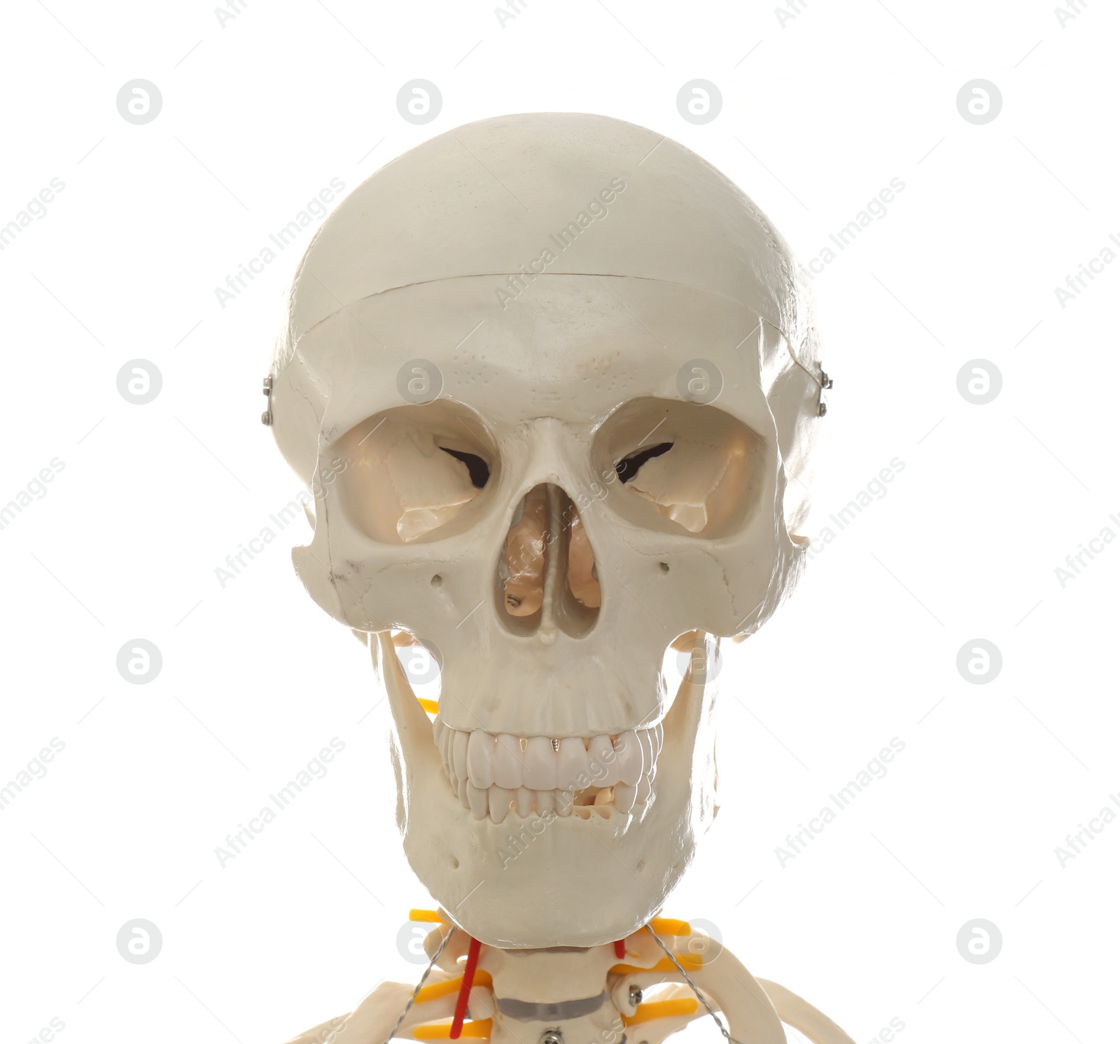 Photo of Artificial human skeleton model isolated on white, closeup