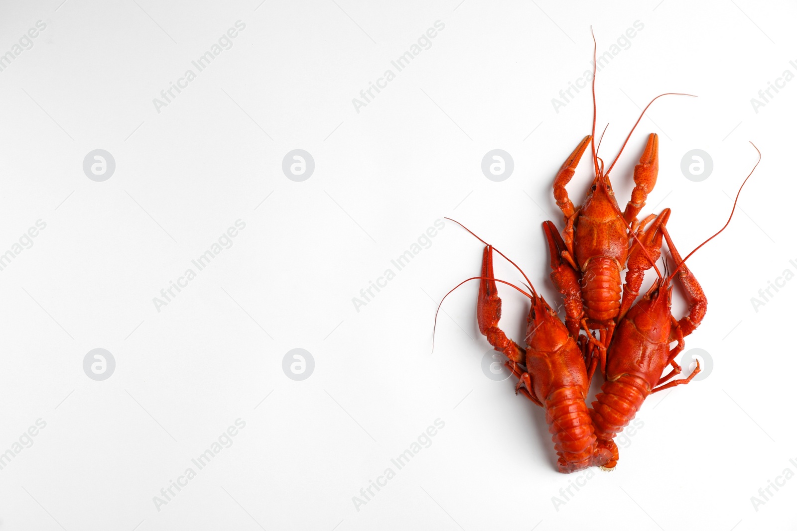 Photo of Delicious boiled crayfishes isolated on white, top view