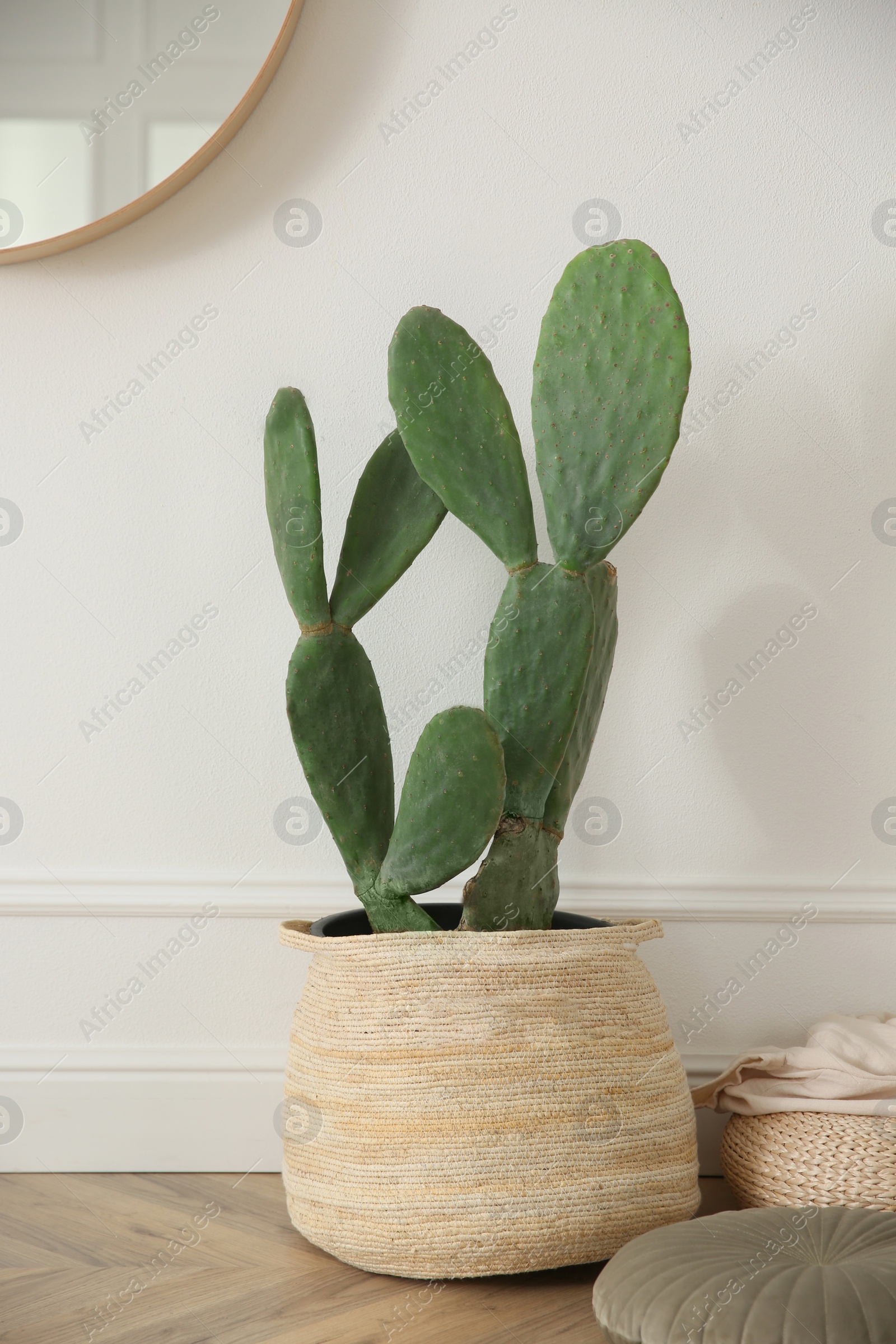 Photo of Stylish room interior with beautiful potted cactus