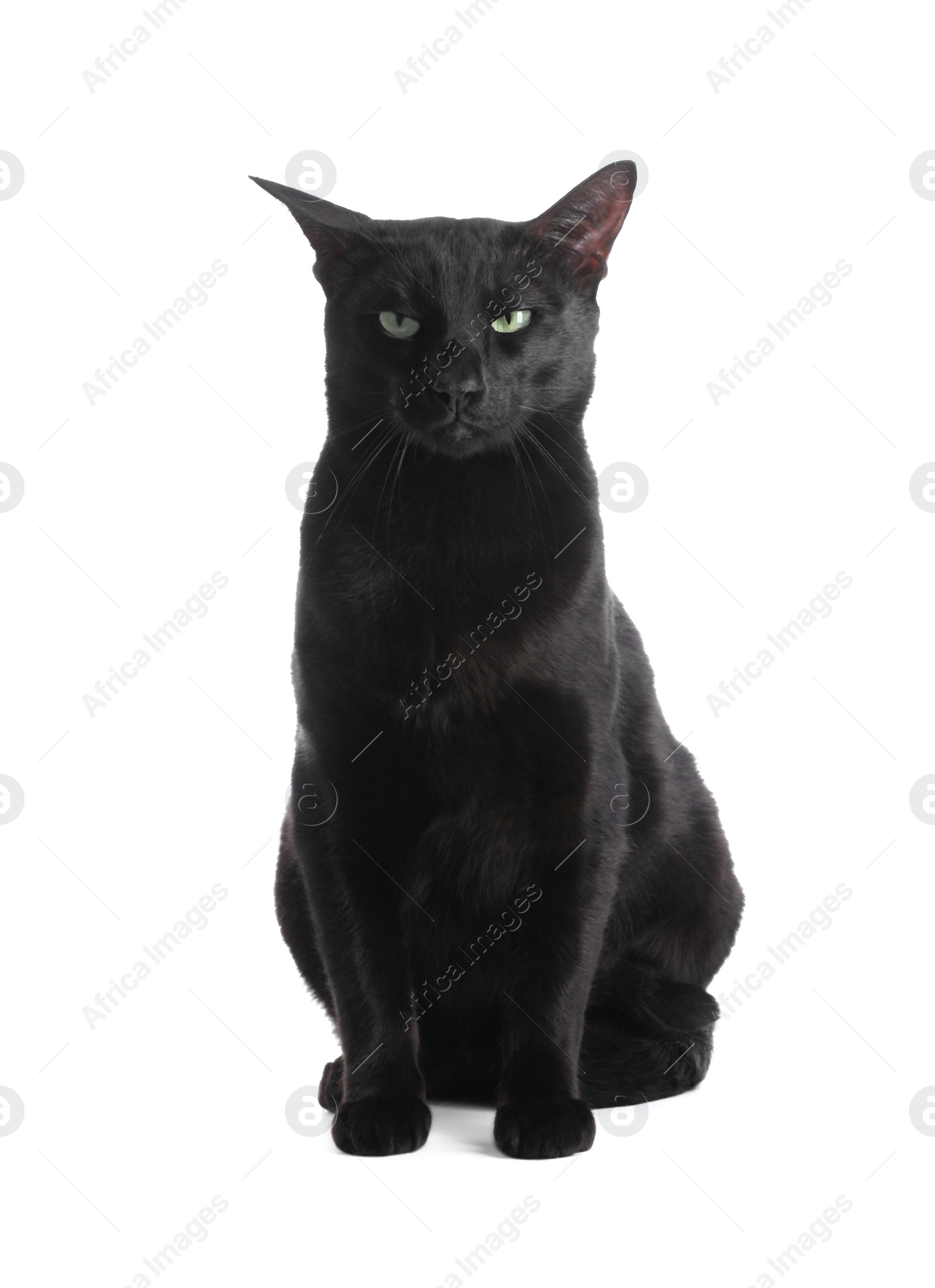 Photo of Adorable black cat with green eyes on white background. Lovely pet