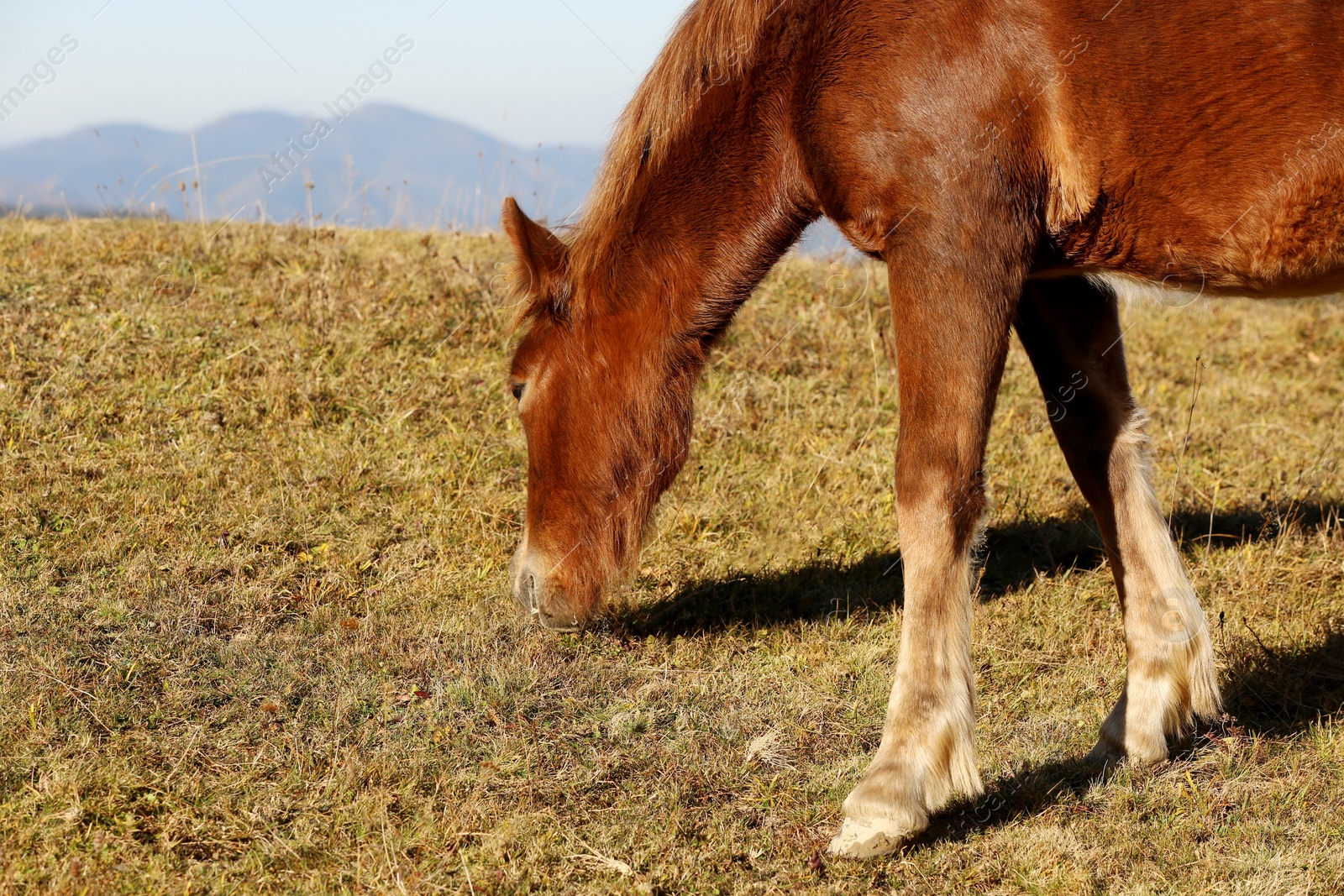 Photo of Beautiful horse grazing outdoors on sunny day