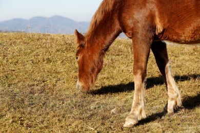 Beautiful horse grazing outdoors on sunny day