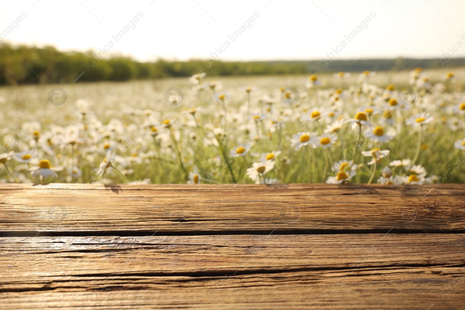 Photo of Empty wooden table in blooming chamomile field