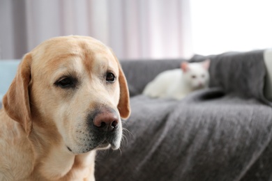 Adorable dog looking into camera and cat together at home, closeup with space for text. Friends forever