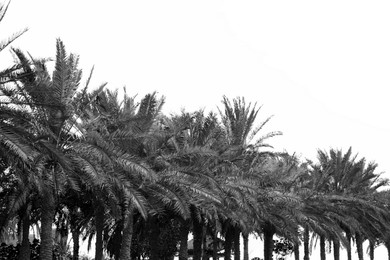 Image of Beautiful palms with lush leaves. Black and white tone