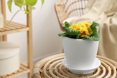 Beautiful primrose plant in flower pot on wooden table indoors, space for text