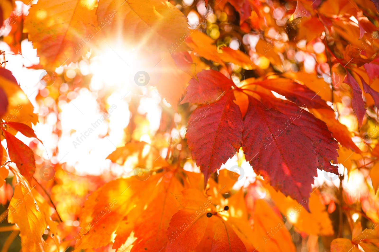 Photo of Tree branches with bright leaves in park, closeup. Autumn season