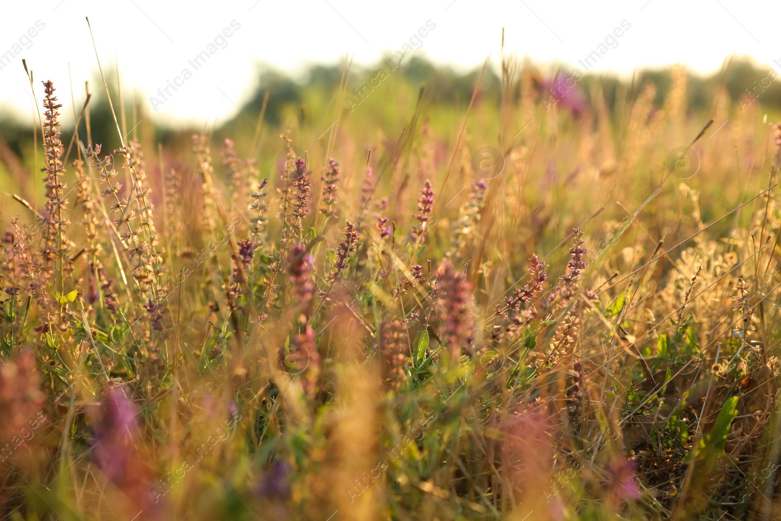 Photo of Beautiful field with wild flowers in morning