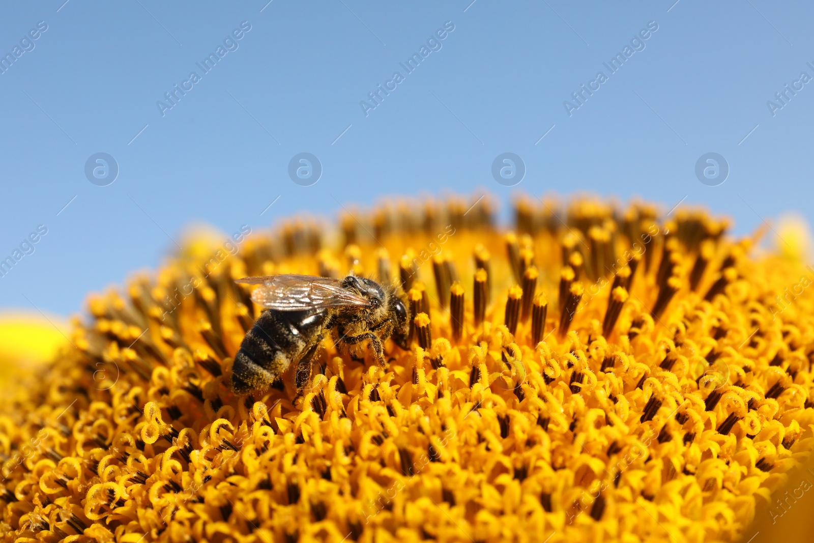 Photo of Honeybee collecting nectar from sunflower against light blue sky, closeup. Space for text