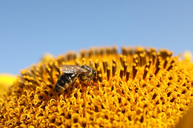 Honeybee collecting nectar from sunflower against light blue sky, closeup. Space for text