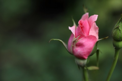 Photo of Beautiful unblown rose bud against blurred background, closeup view. Space for text