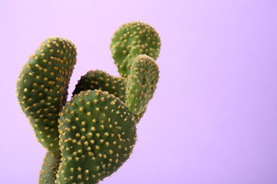 Photo of Beautiful green Opuntia cactus on violet background, closeup. Space for text